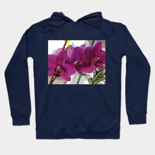 Indoor Jungle - Orchid Hoodie